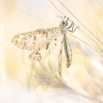 Palpares libelluloides