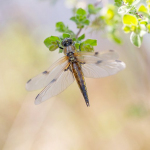 Libellula quadrimaculata