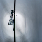 Platycnemis pennipes