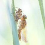 Libellula fulva