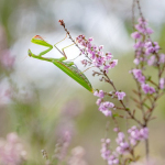 Mantis religiosa
