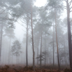 Forêt de Verzy dans le brouillard