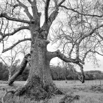 Vieux frêne de Chaumuzy