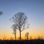 Forêt du Chêne penché Sermiers