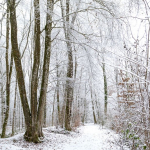 Sentier du Pic noir - Hautvillers
