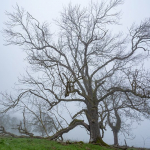 Vieux frêne de Chaumuzy