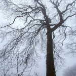 Quercus sp.