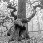 Fagus sylvatica var. tortuosa