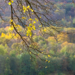 Automne à Courtagnon