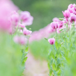Culture de Papaver somniferum