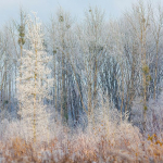 Forêt de Nanteuil la forêt