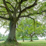 Vieux chêne - Fleury la rivière