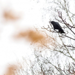 Corvus corone