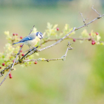 Cyanistes caeruleus