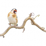 Carduelis carduelis