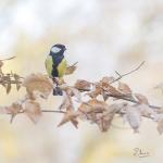Parus major