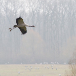 Grus grus