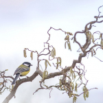 Parus major
