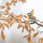Parus major