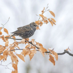 Sturnus vulgaris