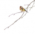 Carduelis carduelis