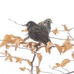 Sturnus vulgaris
