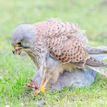 Falco tinnunculus