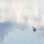 Cygnus olors