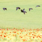 Corvus frugilegus