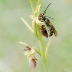 Pseudo copulation  Ophrys insectifera par Argogorites sp.