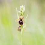 Ophrys sphegodes x Ophrys fuciflora