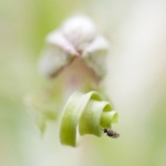 Hymantoglossum hircinum
