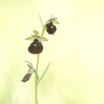 Ophrys fuciflora x Ophrys insectifera