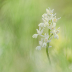 Orchis provencialis