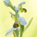 Ophrys apifera var. bicolore