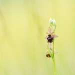 Ophrys fuciflora x Ophrys aranifera