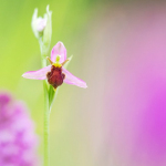 Ophrys apifera var. fulvo fusca