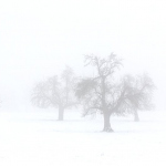 Magie de la neige et du brouillard