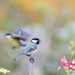 Parus major